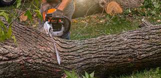 Trusted Whitmore Lake, MI  Tree Services Experts