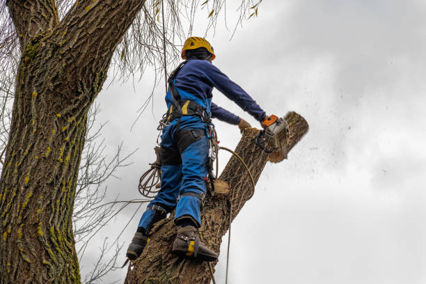 Best Storm Damage Tree Cleanup  in Whitmore Lake, MI